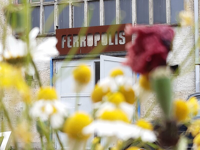 Lagerhalle mit Ferropolisschild. Im Vordergrund steht ein Wildblumenstrauß.