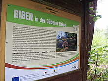 Informationstafel über die Lebensweise des Bibers.